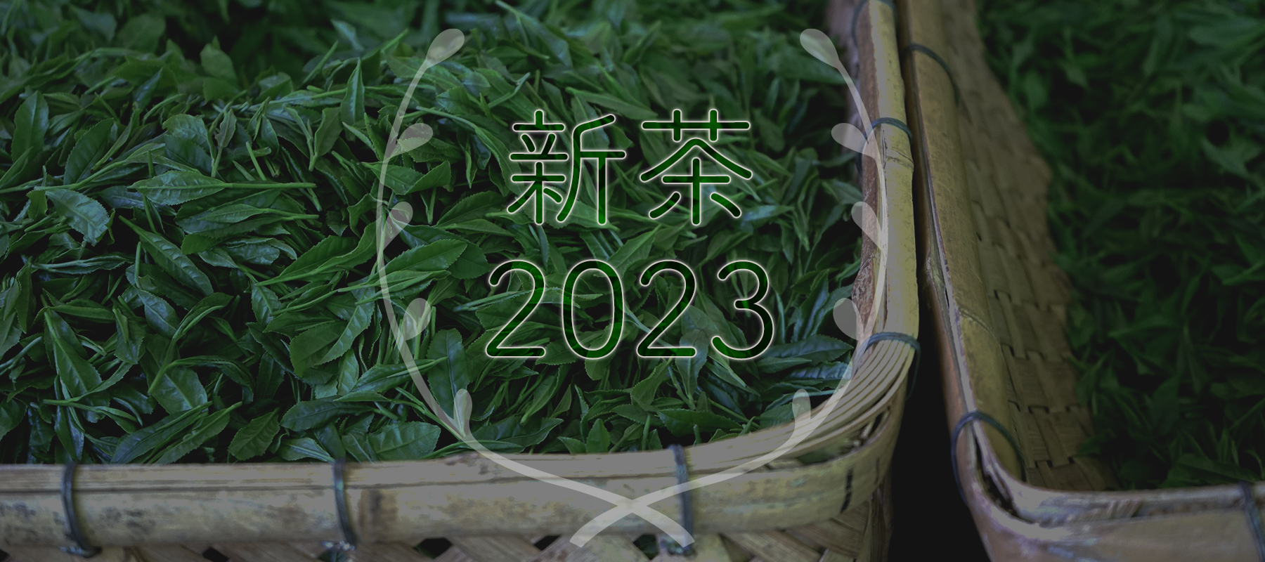新茶2023