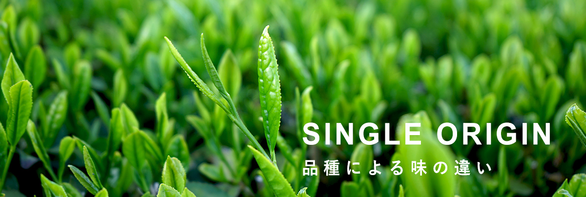 シングルオリジン　お茶の品種による味の違い