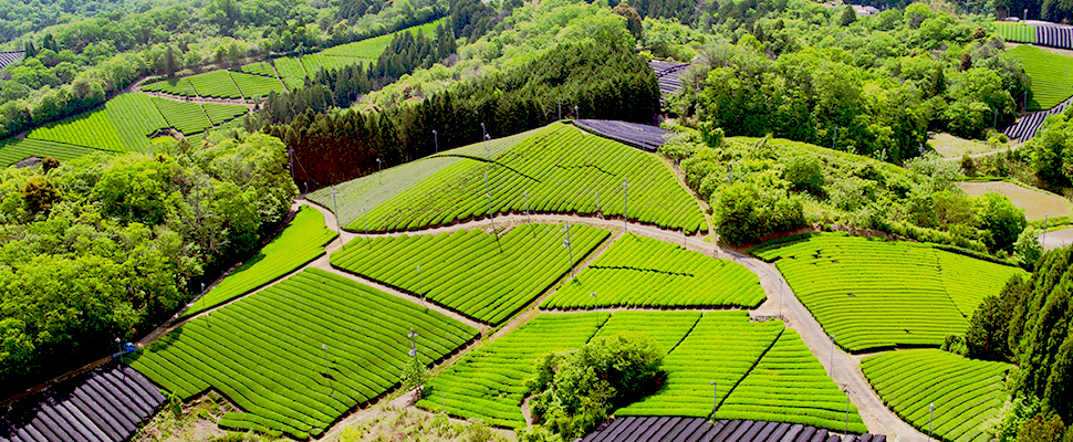 南山城の茶畑の風景