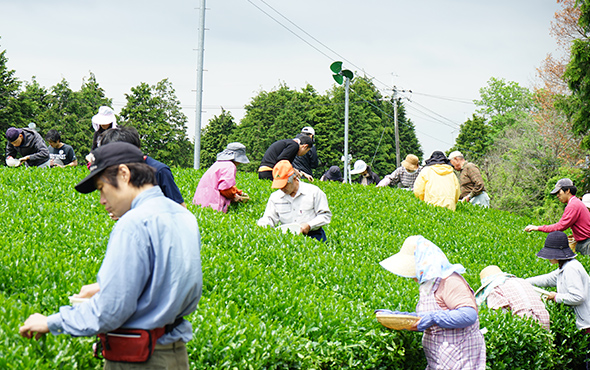 こだわりの宇治茶の生産イメージ