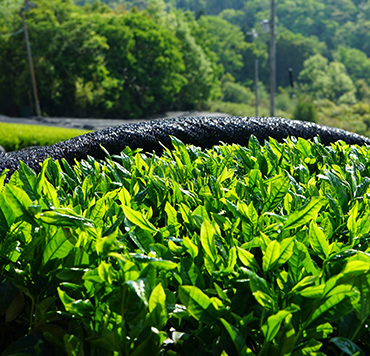 かぶせ茶畑の風景