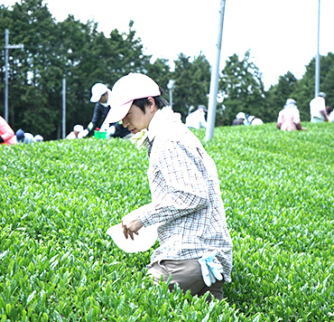 茶畑で手で摘む様子